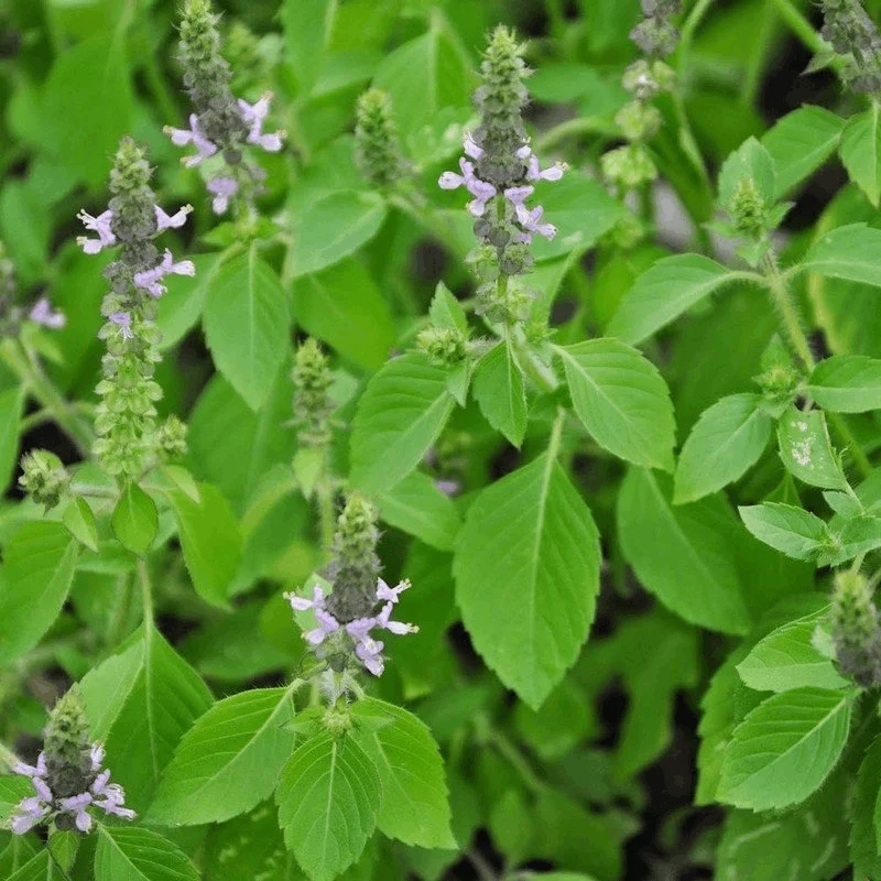 Basilic sacré (Tulsi) - Plante médicinale pour l'herboristerie : propriétés, usages et préparations naturelles