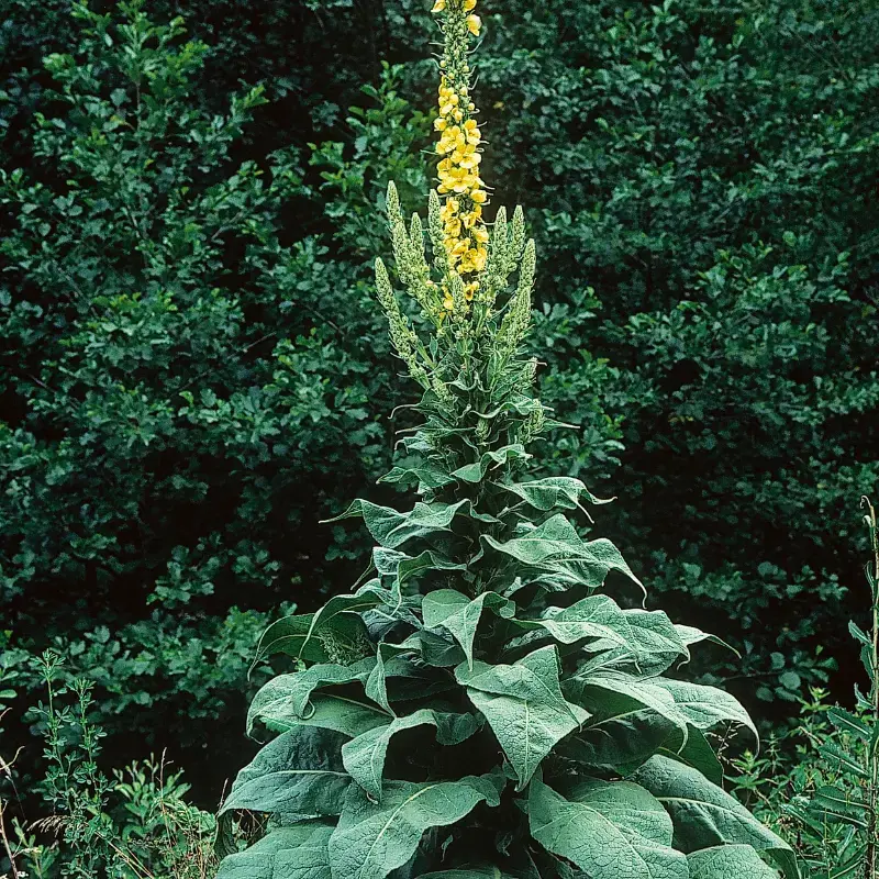 Bouillon blanc - Plante médicinale pour l'herboristerie : propriétés, usages et préparations naturelles