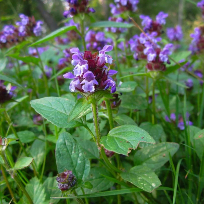 Brunelle - Plante médicinale pour l'herboristerie : propriétés, usages et préparations naturelles