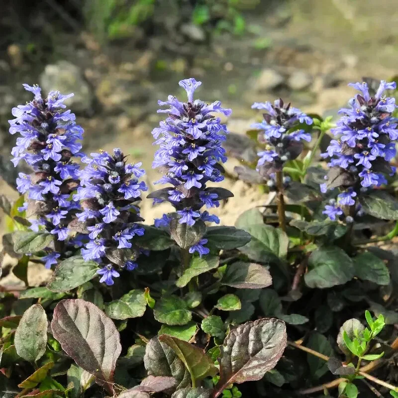 Bugle rampante - Plante médicinale pour l'herboristerie : propriétés, usages et préparations naturelles