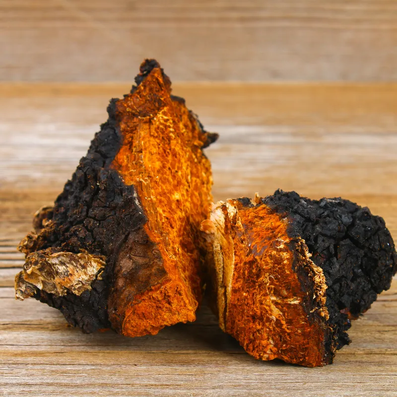 Chaga - Plante médicinale pour l'herboristerie : propriétés, usages et préparations naturelles