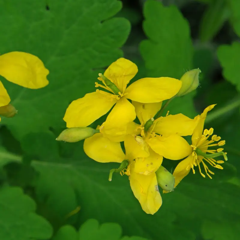 Chélidoine - Plante médicinale pour l'herboristerie : propriétés, usages et préparations naturelles
