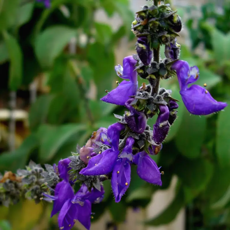 Doliprane - Plante médicinale pour l'herboristerie : propriétés, usages et préparations naturelles