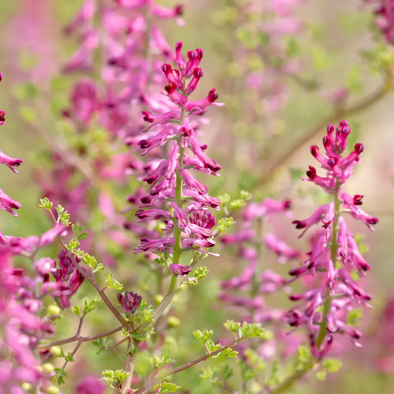 Fumeterre - Plante médicinale pour l'herboristerie : propriétés, usages et préparations naturelles