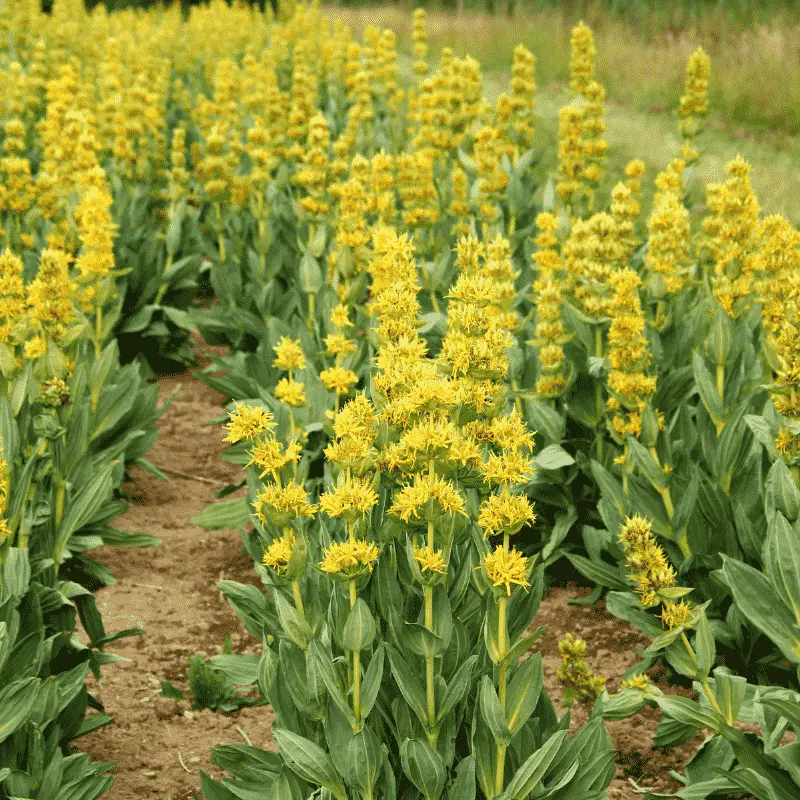 Gentiane jaune - Plante médicinale pour l'herboristerie : propriétés, usages et préparations naturelles