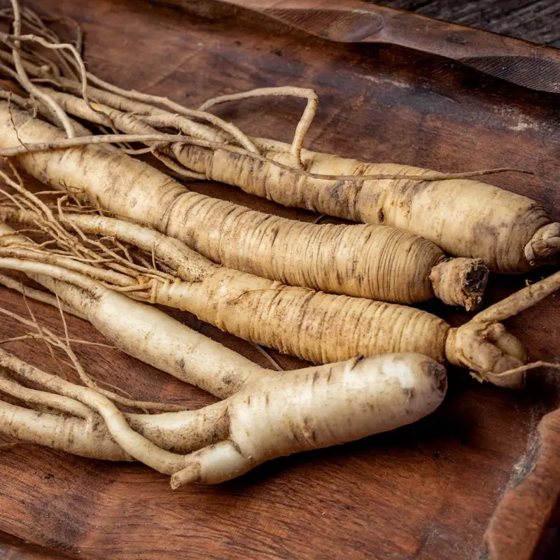 Ginseng - Plante médicinale pour l'herboristerie : propriétés, usages et préparations naturelles