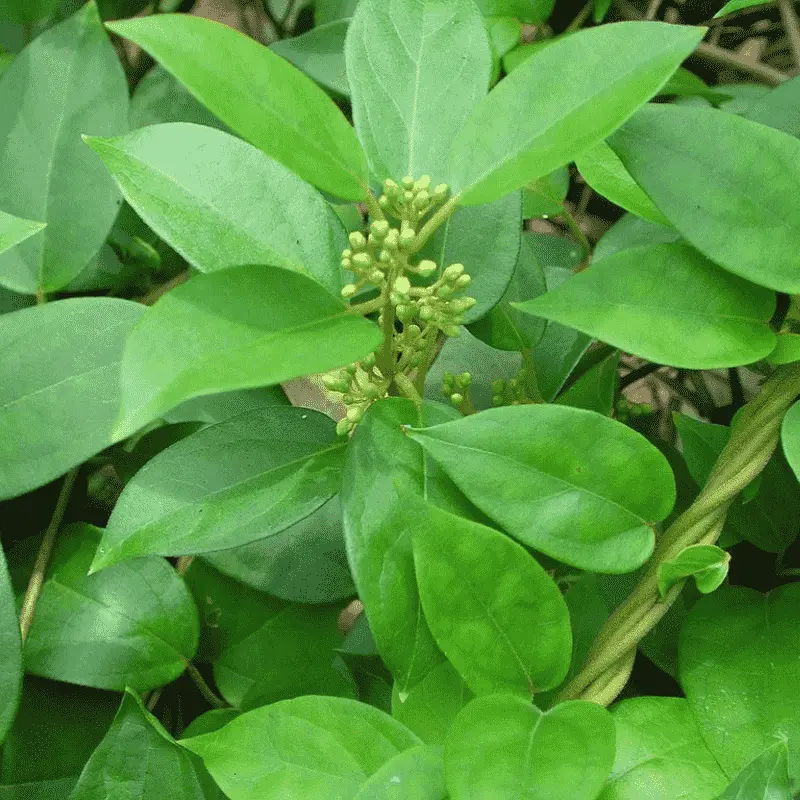 Gymnema - Plante médicinale pour l'herboristerie : propriétés, usages et préparations naturelles
