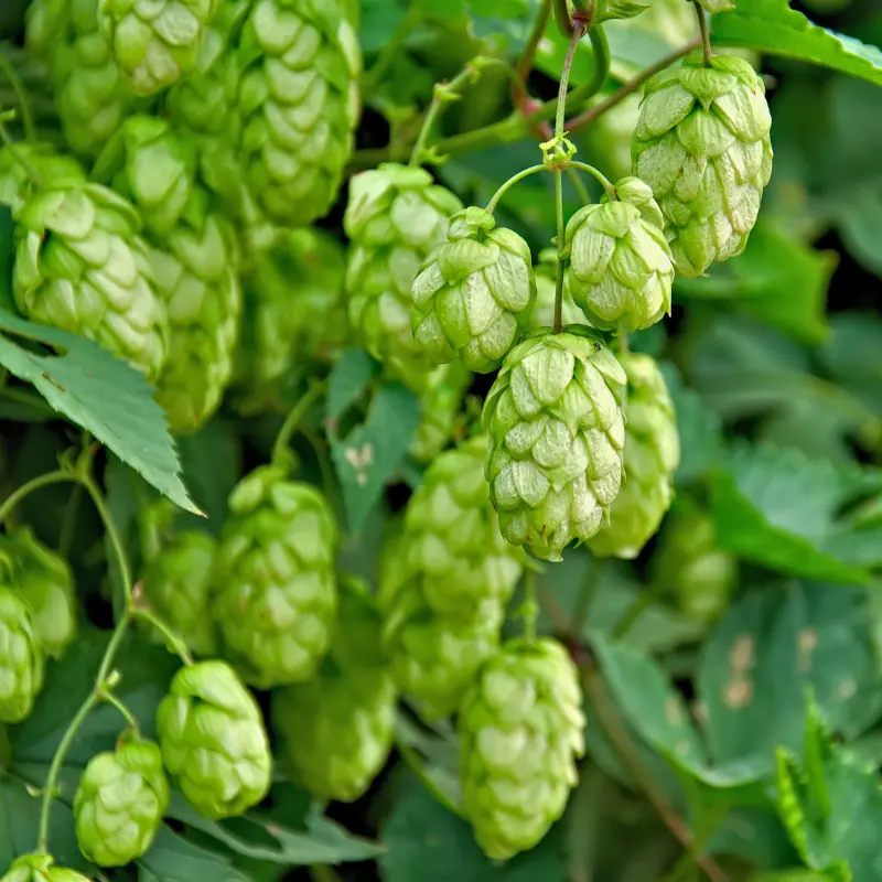 Houblon - Plante médicinale pour l'herboristerie : propriétés, usages et préparations naturelles