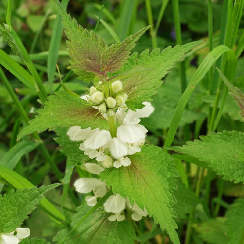 Lamier blanc - Plante médicinale pour l'herboristerie : propriétés, usages et préparations naturelles