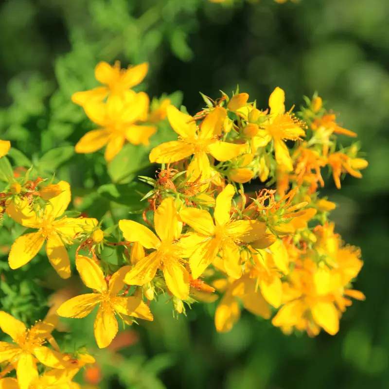 Millepertuis - Plante médicinale pour l'herboristerie : propriétés, usages et préparations naturelles