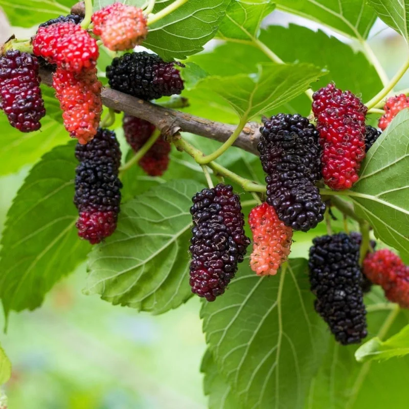 Mûrier noir - Plante médicinale pour l'herboristerie : propriétés, usages et préparations naturelles