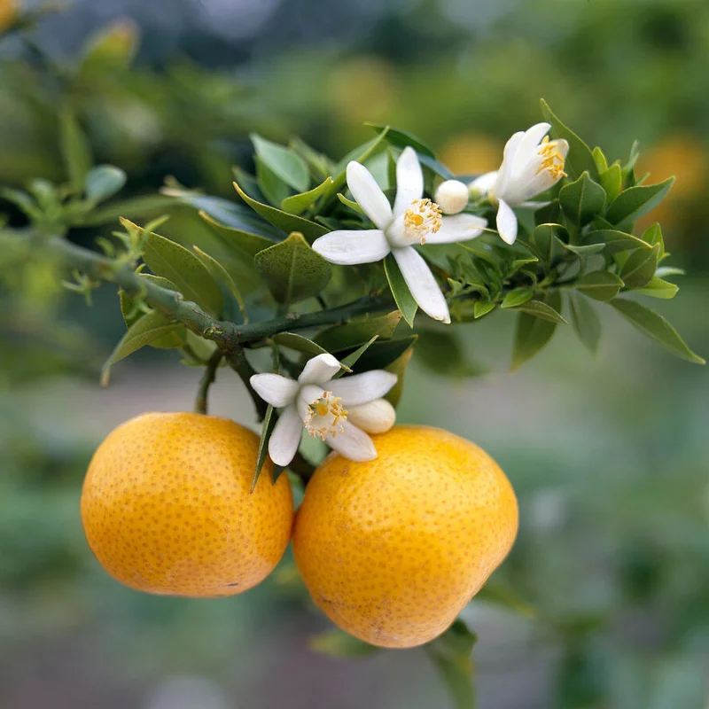 Oranger amer (Bigaradier) - Plante médicinale pour l'herboristerie : propriétés, usages et préparations naturelles