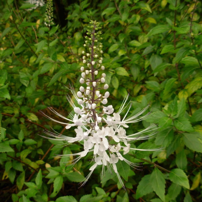 Orthosiphon - Plante médicinale pour l'herboristerie : propriétés, usages et préparations naturelles