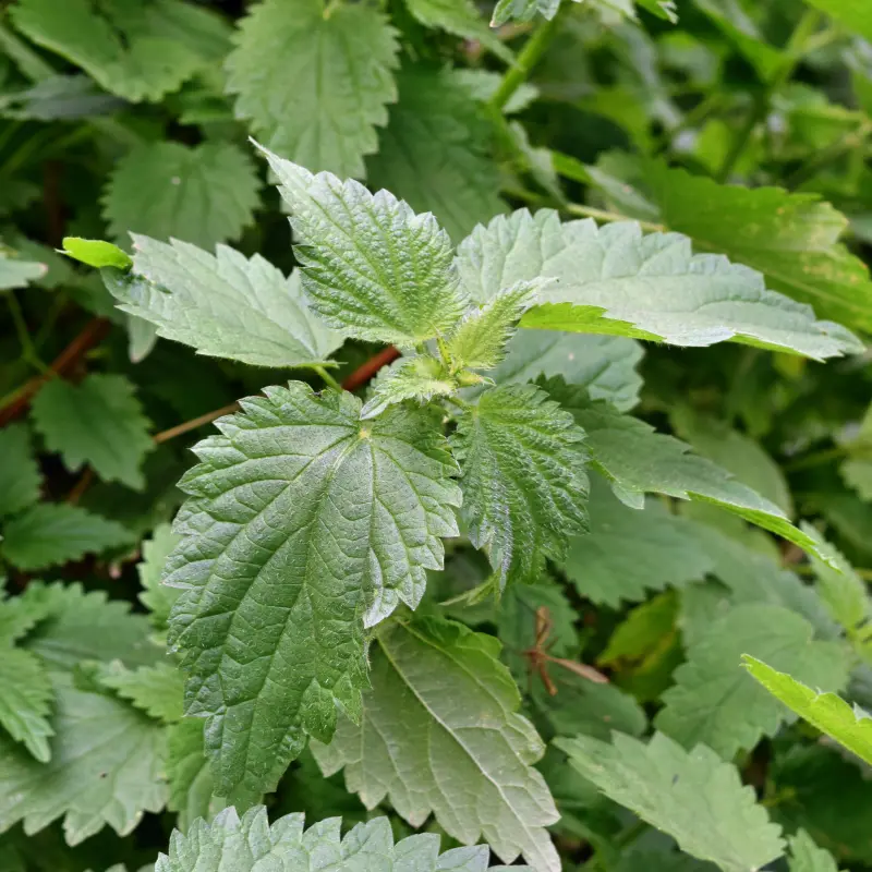 Ortie - Plante médicinale pour l'herboristerie : propriétés, usages et préparations naturelles