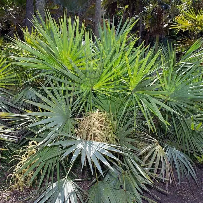 Palmier nain - Plante médicinale pour l'herboristerie : propriétés, usages et préparations naturelles