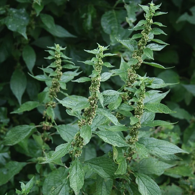 Pariétaire - Plante médicinale pour l'herboristerie : propriétés, usages et préparations naturelles