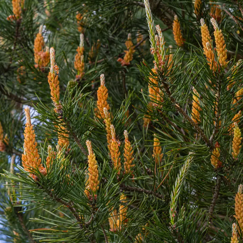 Pin sylvestre - Plante médicinale pour l'herboristerie : propriétés, usages et préparations naturelles