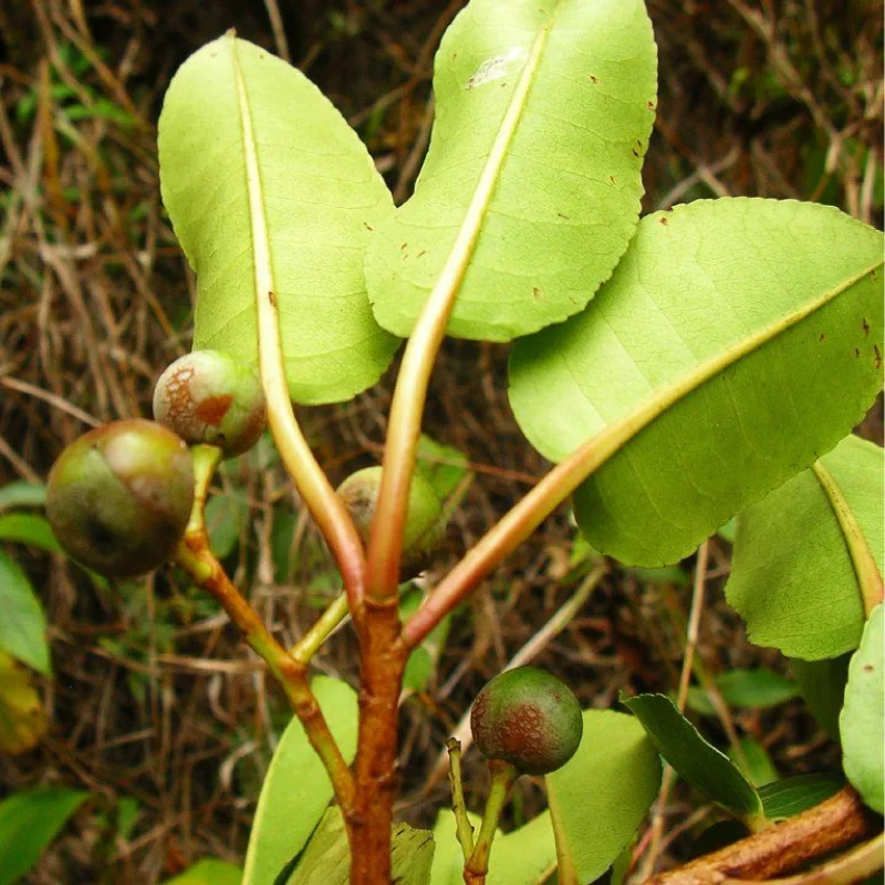 Prunier d'Afrique - Plante médicinale pour l'herboristerie : propriétés, usages et préparations naturelles