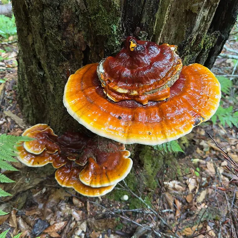 Reishi - Plante médicinale pour l'herboristerie : propriétés, usages et préparations naturelles