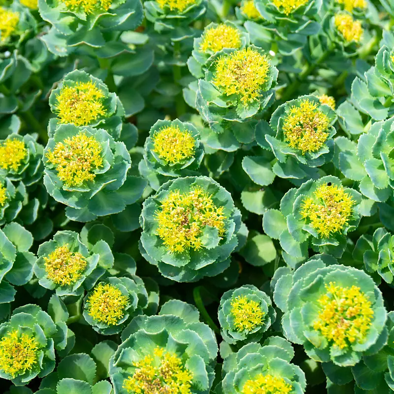 Rhodiola - Plante médicinale pour l'herboristerie : propriétés, usages et préparations naturelles