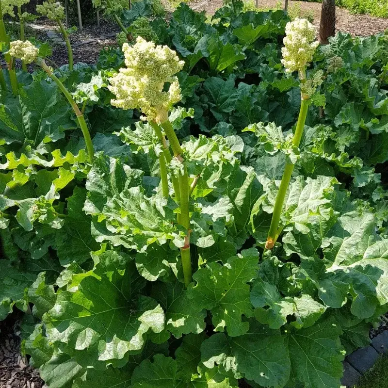 Rhubarbe de Chine - Plante médicinale pour l'herboristerie : propriétés, usages et préparations naturelles