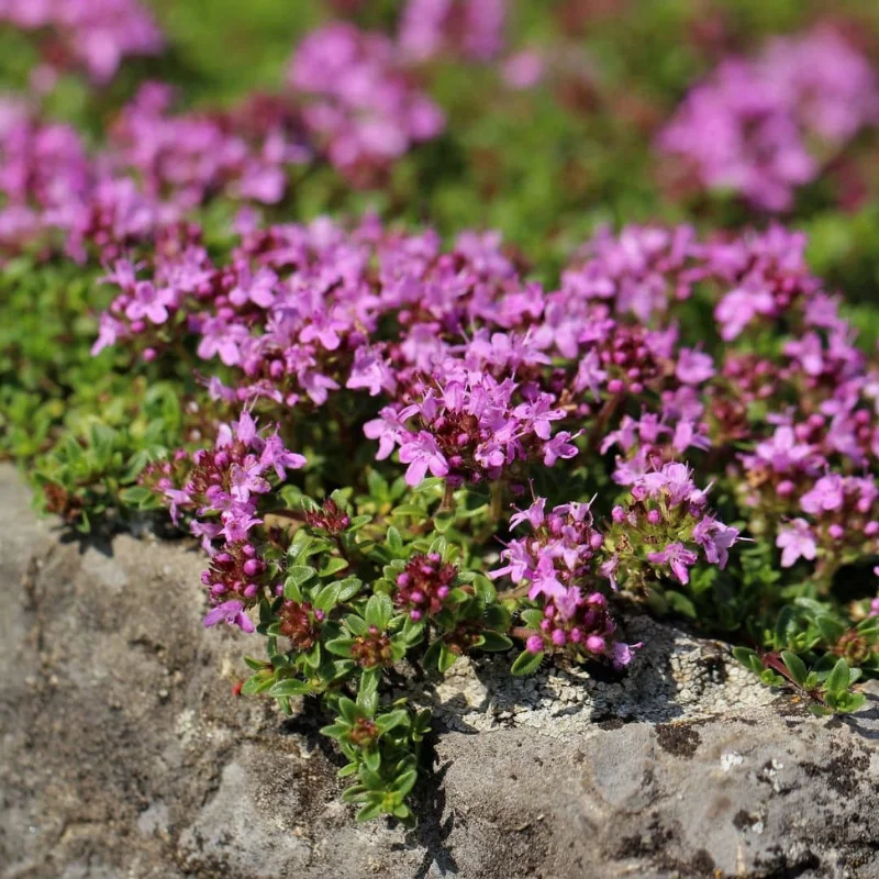 Serpolet - Plante médicinale pour l'herboristerie : propriétés, usages et préparations naturelles