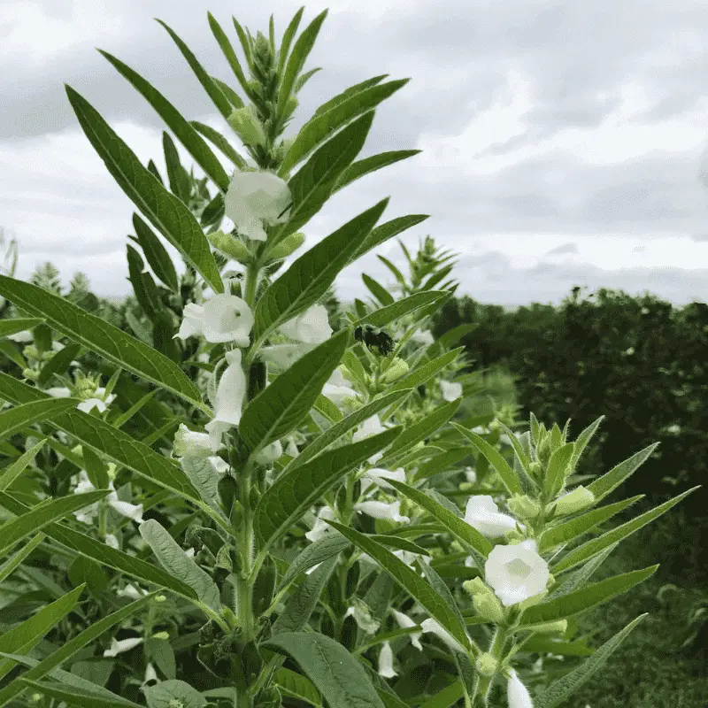 Sésame - Plante médicinale pour l'herboristerie : propriétés, usages et préparations naturelles