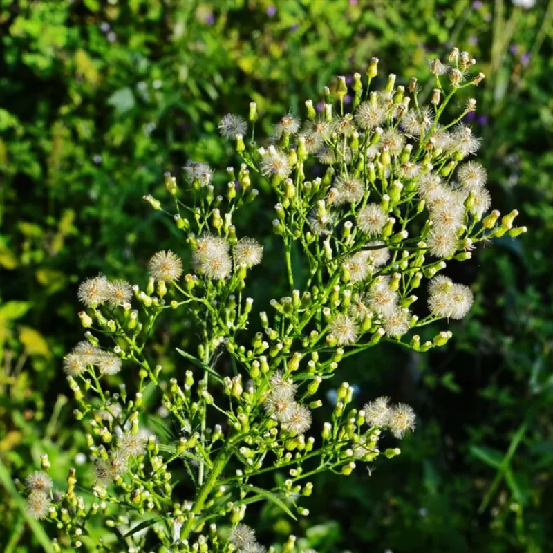 Vergerette du Canada - Plante médicinale pour l'herboristerie : propriétés, usages et préparations naturelles