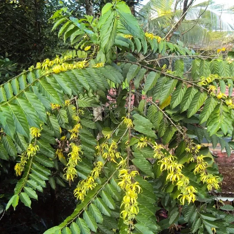 Ylang-ylang - Plante médicinale pour l'herboristerie : propriétés, usages et préparations naturelles